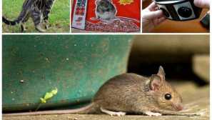 Как да се отървем от мишките в апартамента